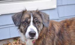 Australian Shepherd - Mia - Medium - Adult - Female - Dog
Hi! I my name is Mia, and I am a sweet, spunky, adorable, loving, affectionate, 4-5 year old, 40 pound, spayed, female Australian Shephard mix!
The main thing to know about me is that I really love