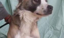 Australian Shepherd - Noble - Adopted!!!! - Medium - Young
Allow yourself only ONE second to fall in love with this young boy! He is more than ready for a new beginning in a forever home! He is an energetic and active approx 3 years old Australian
