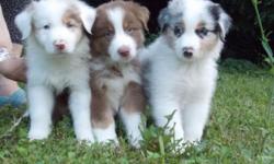 Champion Bloodlines, all four colors, males. Born 4/9/14. Call for more information.