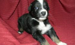 Nebula is a black tri female with lighter copper. Very outgoing and loving personality!!
The babies were born July 29, 2014.They will be AKC and ASCA registered but the papers will be limited for $650.00. If you are interested in showing, or breeding then