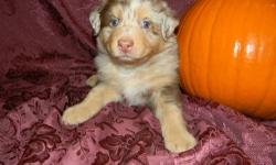 AKC and ASCA registered Australian Shepherd pups. We have 3 males available..A black tri, red merle and a black bi..They are all sweet little guys with great temperaments.. Great blood lines and family raised .. Hall of Fame and Champion blood lines..Up