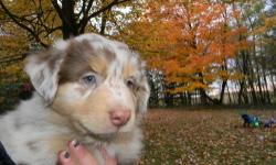 AKC and ASCA registered Australian Shepherd pups. $500.00 is limited papers and $850.00 is full registry.. We have 2 males available..A black tri, red merle .They are all sweet little guys with great temperaments.. Great blood lines and family raised ..