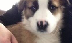 10 week old pure bred Australian Shepherd for sale. Very affectionate and friendly female. Up to date on shots. Asking $500.00
This ad was posted with the eBay Classifieds mobile app.