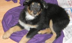 AKC and ASCA registered Australian Shepherd female black tri pup available. $400.00 is the pet price for little Star Back . She will have limited papers. She is a little girl with lots of energy , a great personality, and a great temperament. She has