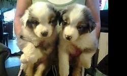 i have 2 male blue merle puppies and the rest are all female, one blue merle and 3 black tri. will be very joyful dog, they are ready to go now. both parents are here. first shots and wormed, tails docked, vet checked,come with papers
FEMALE BLUE MERLE IS