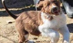 Australian Shepherd - Ready Sat., Mar. 9th - Medium - Baby
Dogs Name: Holly. This gorgeous pup was recently rescued from a high kill shelter. He/She will first be ready to meet and/or adopt at our shelter on SATURDAY, MARCH 9th. Please fill out an