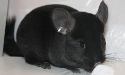 I have a few chinchillas ready for homes. I am a small hobby breeder, you can check out my site at www.strattonschinchillas.com. Animals available are:
C24 Extra dark ebony poss. tov female $225 SOLD
C22 Medium-dark ebony female $175 Sale pending
C60