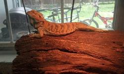 Draco is a 1 yr old beardie, he is lazy and very tame-handled often by small children. loves to just sit on your shirt and watch tv...we are moving into an apartment and cant take him with us :( He will only go to a good home and preferably one with