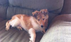 We have one very handsome 4 month old AKC Shetland Sheepdog male puppy available. He has been vet checked, dewormed and has his puppy shots to date including his 1st Rabies vaccine. Health guaranteed. Ready to go now. He is being offered as a pet on a