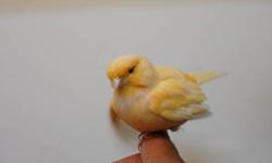 5 pairs of proven canaries
1 pair red factor
1 pair bronze
1 pair russian
1 pair american singers
1 pair spanish timrados
500 for 5 pairs all 2012 birds ready to breed price is firm
Or
10 pairs
2 pairs glosters
2 pairs red factor
2 pairs bronze
2 pairs