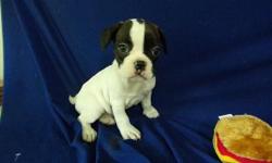 NYS PD 913 I have a litter of puppies. I have males and females. They have great personalities. They are very happy and healthy. All puppies are home bred and the parents are on site. All puppies come with up to date shots, wormings, veterinarian health