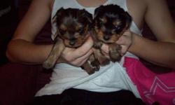 I have Schnauzer and Yorkie mix puppies that are just as cute as can be!! They are super soft and black and tan w alittle white. THey will be about 6 to 12 lbs. Their dad is a toy schnauzer and he is the best when it comes to personality. Very quite for a