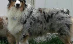 Axel is a 1 1/2 year old Blue Merle Australian Shepherd. He is about 45lbs, Doesn't like little dogs or cats, so he'll do well with big breed dogs. Axel is very very shy around men & young boys but he seems to ease up to them but we would have to
