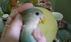 beautiful babies already weaned, and eating on their own. Visit the babies at my home by appointment. They come with their food. The eat millet, seed, pellets, avicakes, nutreberries , greens. Sweet dispositions, and a pleasure to hold normal peachface 85