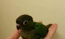 have a few babies Conure for sale. I have 2 black caps and 1 regular green cheeks Conure. There are all band. They are about 5-6 weeks old. they are on 1-2 hand feeding a day. I will provid a syinge and some formula per baby to get you started. If your