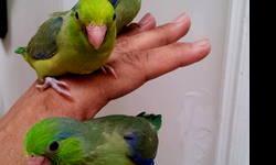 hi I have a few babies Parrotles for sale here are the color I have available !!!
greens $125.
blues $150.
yellows $175.
turquoises $185.
whites $200.
if your interested email me... or call me at 347-499-5574 thank you and god bless.