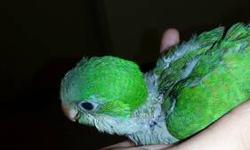 I have two babies green Quaker parrots . They are in 1-2 handfeeding a day. They are 5- 6 weeks old. they are $150 each . quaker parrot learn to talk as they get older.I will provide you with a syringe and some formula to get you started.if your