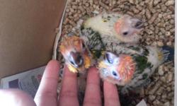 I have 3 baby sun conure for sale . They are 5 weeks old and they are on 3 hand feeding a day. They come with food and a syringe to get you started if you interested emai me or call at 347-740-2710 serious customers only.im asking 350 for each one or 650