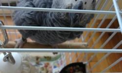 I have one African Gray congo that is now 4 months old. He still takes some formula for comfort food but eats seeds and love cheese-flavored chips. He's already starting to talk, saying hello and trying to say how are you. He's a bit picky with people but