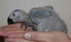 I have 2 baby african gray congos available. They are almost 5 weeks old now. I can start letting them go to experienced handfeeders at 6-7 weeks old for $1300. After that, they are $1350 EACH. You can start coming to see them and leave a deposit from