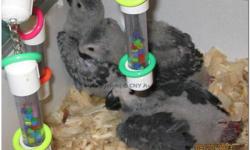 We are hand-feeding 3 African Grey Congo babies, and at this time two babies are available for sale. Taking deposits now, 25% down and balance when baby is weaned and ready to go home with you. Please contact us today if you are interested. We do not sell