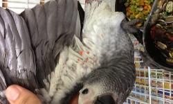 Hi i have 3 baby african greys red factor 12 weeks old hand feed 2 time at day , for more inf please call or text me at 646-543-6296 thanks