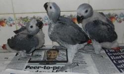 CHRISTMAS SPECIAL !! Baby African Greys sooooooooo cute talking TAKE HOME FOR XMASS !! The best talking birds in the World !! Healthy friendly sweet babies loves everyone, will go to anyone, raised in our home with our family, we have the parents. We have