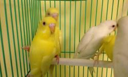 Very friendly baby ringnecks available!! Still on formula. I have albino (white), Lutino (yellow), Blue, Gray, Green, Olive. $350 each or buy two for $650. Located in queens.
email or text 516-418-6481