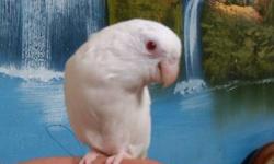 HELLO AND WELCOME, TO WWW.PARROTLETAVIARY.COM 'S CLASSIFIED AD. WE NOW HAVE A BABY ALBINO UP FOR SALE. IT WILL BE FULLY WEANED IN APPROX 2 WEEKS. THE MOTHER IS A VISUAL CREAMINO PARROTLET, AND THE FATHER WAS A BLUE PIED SPLIT TO ALBINO. THIS BIRD HAS A