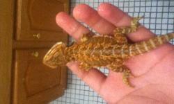 Baby american alligator for trade or sale hit me up threw my email bpballpython69@hotmail. Com looking for bearded dragons or boa python bearded dragon