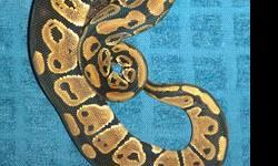 I have a few 2012 normal baby ball pythons available. I have both males for $20.00 and females for $30.00.