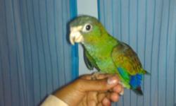I have two baby barraband parakeets. They are fully eating on their own and do not need to be handfed anymore. both friendly. beautiful BIRDS. One male, one female (brother-sister). Asking $400 each. Male will have gorgeous. Check them online. Can learn