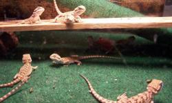 8 Week ol
--------------------------------------------------------------------------------
I have some baby bearded dragons to get rid of as I am downsizing and need to rehome some of them.I am asking a rehomeing fee of 30.00 to cover cost of raising and
