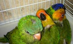 currently hand feeding a few baby birds, babies are available to experience hand feeders, each baby is in excellent health, babies are fed twice a day several species are available
**rainbow lori **2 feedings a day 10wks old $450
**blue crown conure** 2