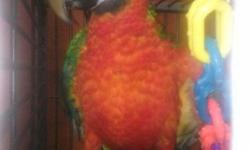 I have a few babies available
Maui macaws. 4 months old. Fully weaned eating on their own. $1500 each
Alexandrian babies. 4 weeks old. Eating formula 3 times a day. $550 each
African gray Congo. 1 baby available. 5 weeks old. Eating formula 3 times a day.