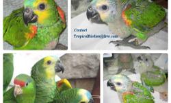 i am in the process of selling 2 baby blue fronted amazon. each baby is $900.
these are excellent talking babies.
if you are interested you can contact me:
call/text 347-231-3031
http://tropicalbirdies.webs.com/
like us on facebook