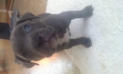 hi i got a beautiful 100% baby blue nose pitt shes 8 weeks old if ur interest call or text me at 718-249-3925