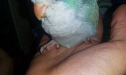 I have one 8 weeks old baby blue palid quaker parrot avalible for sale for only $400. I was told she was a female by one of my breeders. I still hand feed her 1 time a day. she eat seeds now on her own now . . if your interested text me at 347-469-3200 .