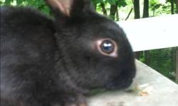 6 pure black baby bunnies( lop-eared miniature Rex cross) for sale males and females 1 has 1 white paw they are very friendly held since babies would be a great first pet call (585)409-1682 for more info
This ad was posted with the eBay Classifieds mobile