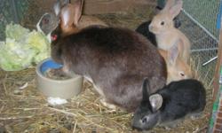 3 baby bunnies part new Zealand/satin.....they eat on their own mom is not nursing them anymore....call or text at 1-845-464-2888 pete