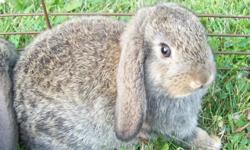 I have one baby mini Holland Lop rabbit still available, about nine weeks old. This little bunny will be between three and four lbs. when fully grown. He has been handled regularly and is very friendly, he will make a great pet! Adopt this bunny for $15.