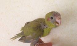 I have baby cinnamon kakarikis available. Also called the New Zealand parakeets. Very friendly. These birds are super agile and should be allowed to fly around for at least 15 minutes every day. Great pets. Very Quiet. terrific birds.
$200 each. One is