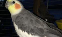Hi I have baby cockatiels different colors for sale 70 each they are all handfed hand raised and friendly call me or text for more information 3478243238
White face Cockatiels
Pearl Cockatiels
Normal Grey Cockatiels
Cinnamon Cockatiels