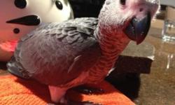 Beautiful Congo African Grey baby. Hatched on November 23. Currently being handfed, and weaning onto a diet of pellets, nutriberries, fruit and veggies. Will be DNA sexed before going to new home. This baby is so sweet. Loves attention and is so smart!