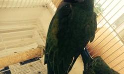 One baby derbyan parrot available. Believe to be a male. $700. Of formula now
516-418-6481