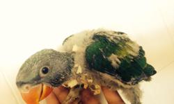 I have 2 baby derbyans available. These are hard to find. Large beautiful birds that have a large vocabulary. $800 each or both for $1500. Currently on 3 feedings a day. 5-6 weeks old. Discount to experienced handfeeders taking them soon
Call text or