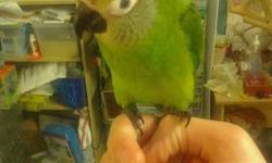 I have 3 babies dusty conure for sale... they are 2 month old and already eat seed...also they all tame and step up to your hands makes great pets for kids also these parrot are able to talk and do all kinds of tricks if you teach if your interested email