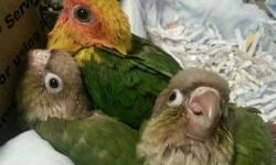 I have 2 babies dusty conure for sale... they are 2 month old and already eat seed...also they all tame and step up to your hands makes great pets for kids also these parrot are able to talk and do all kinds of tricks if you teach if your interested email