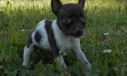 Paris is a purebred Miniature Rat Terrier born on May 1, 2013. She is expected to mature between 10 to 14 lbs and somewhere between 10 to 12 inches tall. Tail is docked and dewclaws removed. She has been dewormed and will have her first two shots before