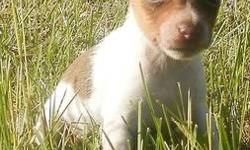 Vienna is a purebred Miniature Rat Terrier born on May 1, 2013. She is expected to mature between 10 to 14 lbs and somewhere between 10 to 12 inches tall. Tail is docked and dewclaws removed. She has been dewormed and will have her first two shots before